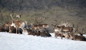 Reindeer in Norway
