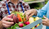 Male farmer selling fresh summer vegetables to senior woman. Carrots, radishes,  and a beet are all in the small basket. The man is wearing a blue apron. Close up of vegetables and hands, the faces are out of the shot.